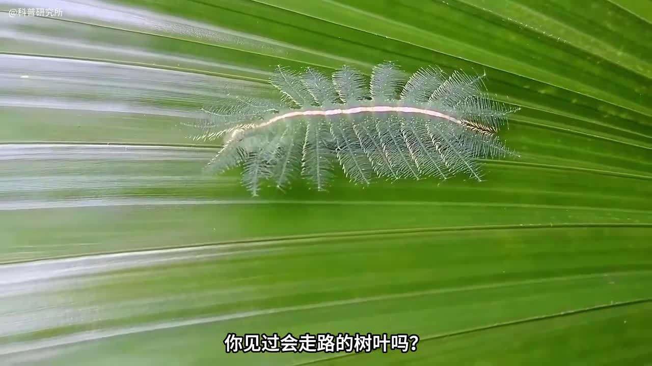 做体操的螳螂会跳舞的蜘蛛奇怪生物大盘点你见过几个一