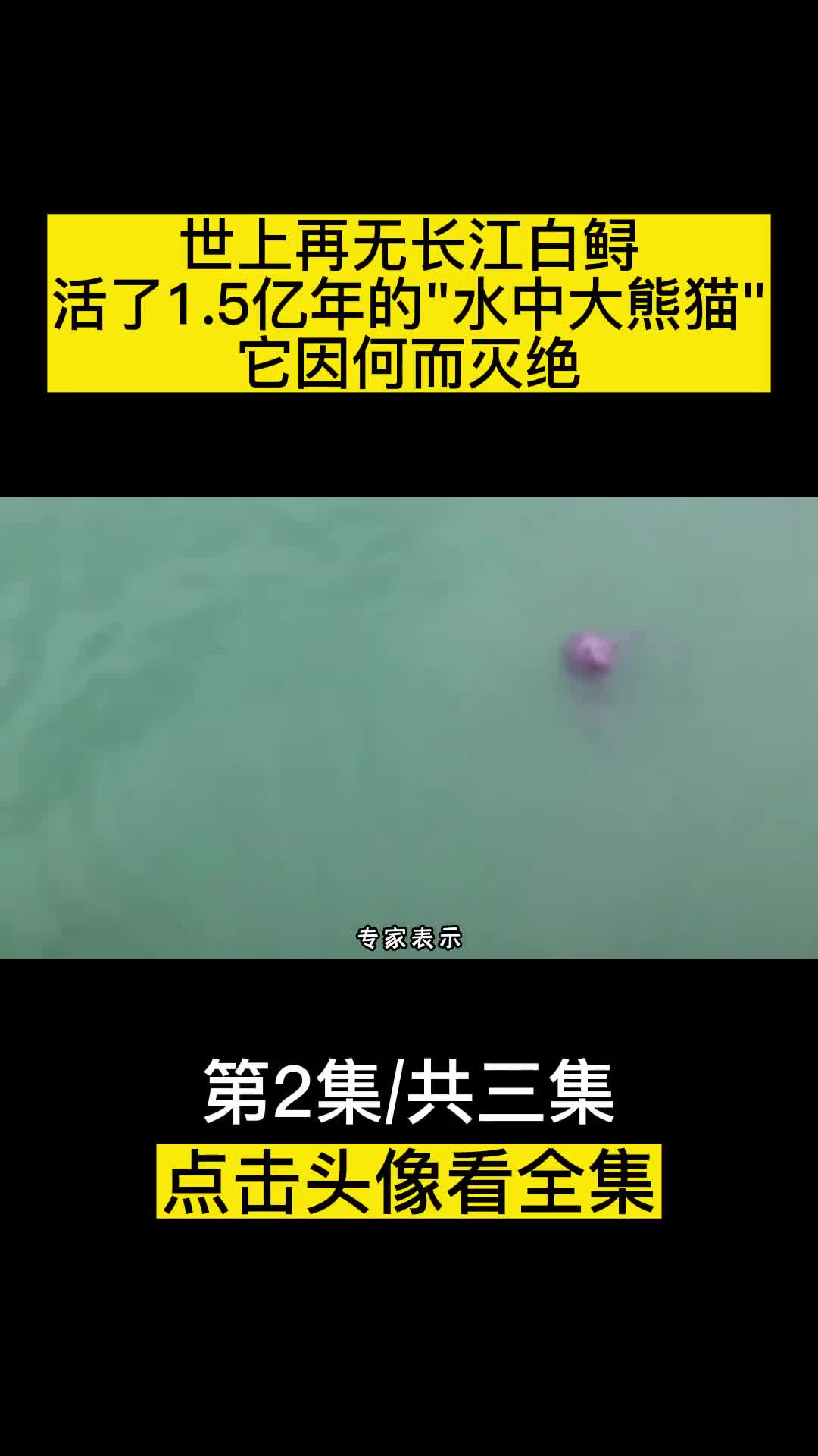 世上再无长江白鲟活了15亿年的水中大熊猫它因何而灭绝
