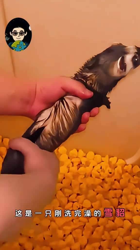 雪貂会杀死自己的孩子