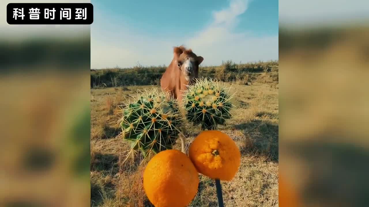 为什么骆驼吃仙人掌时不怕被扎