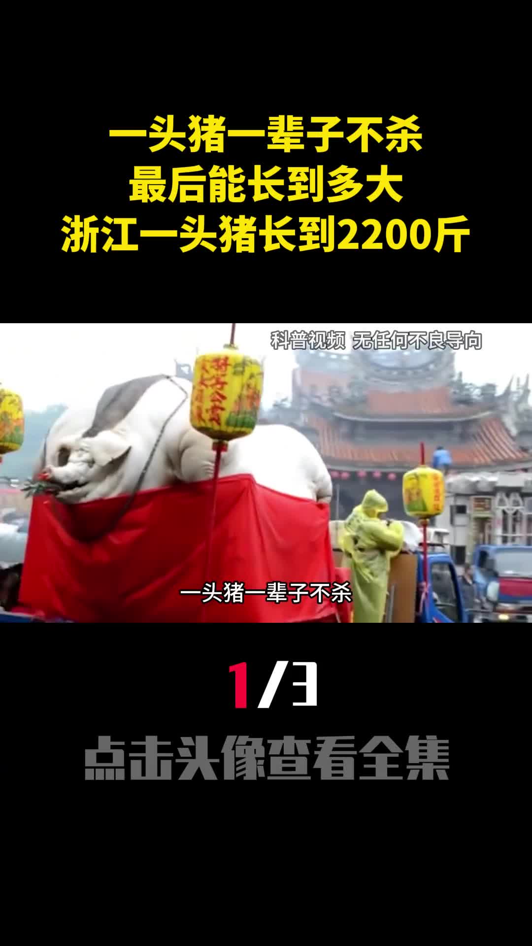 一头猪一辈子不杀最后能长到多大浙江一头猪长到2200斤1