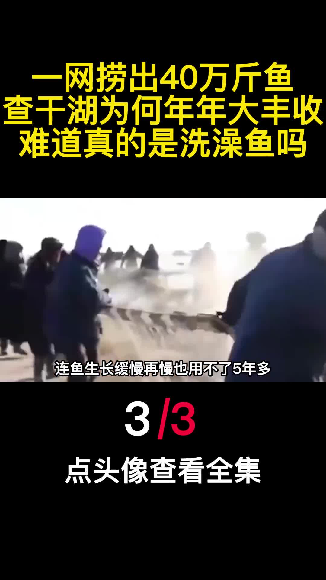一网捞出40万斤鱼查干湖为何年年大丰收难道真的是洗澡鱼吗3