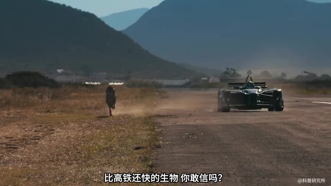 世界上最快的生物一闪而过比高铁还快样子都看不清全球十大最快的生物大盘点三