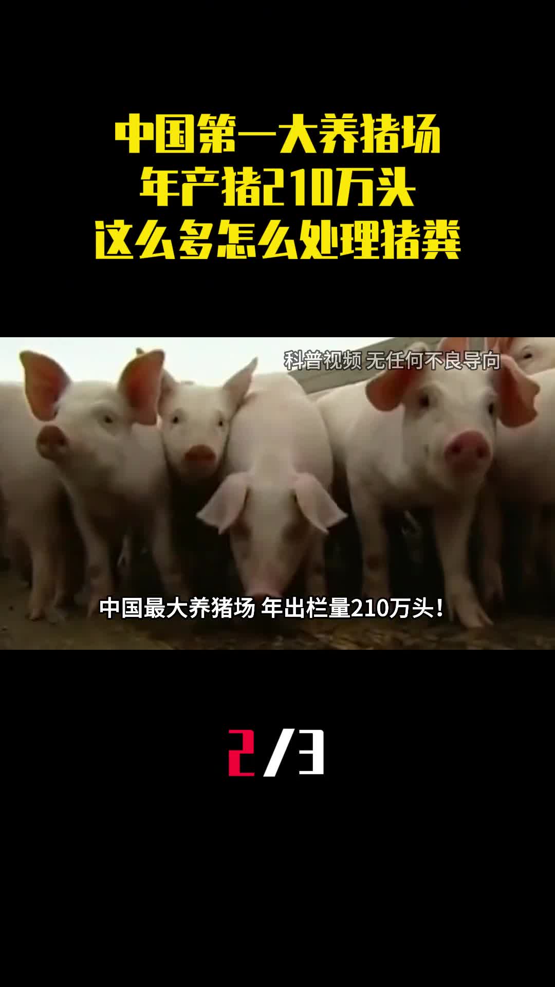 中国第一大养猪场年产猪210万头这么多猪怎么处理猪粪2
