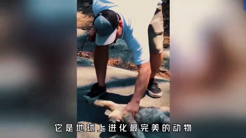 为什么树懒是世界上最完美的动物它竟然可以在身上种菜