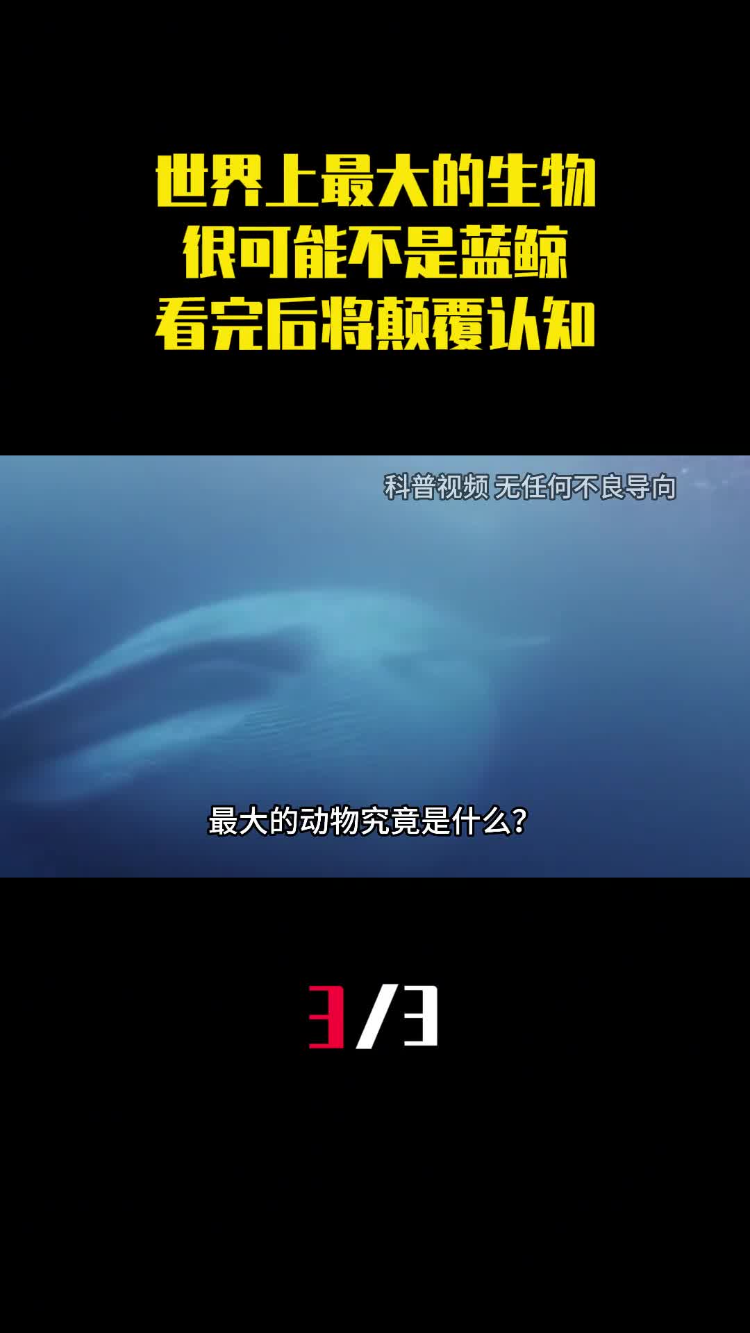 世界上最大的生物很可能不是蓝鲸看完后将颠覆你的认知3