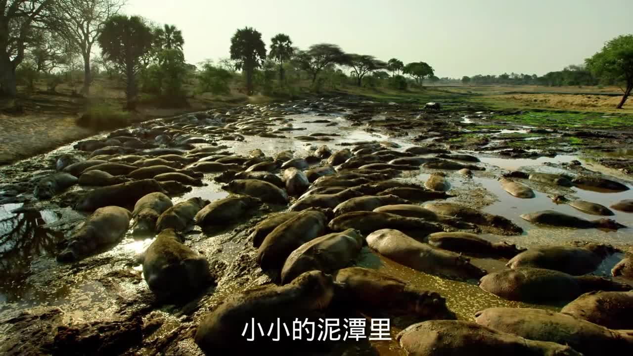 800头河马挤在小泥潭里它们存在的意义到底是什么