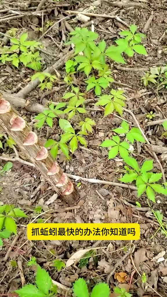 捉蚯蚓最快的办法只需3秒第2次重发