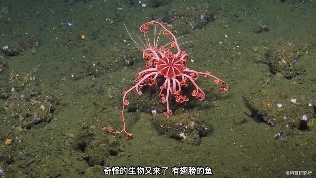 像怪兽一样的海洋生物许多人都没见过奇怪生物大盘点三