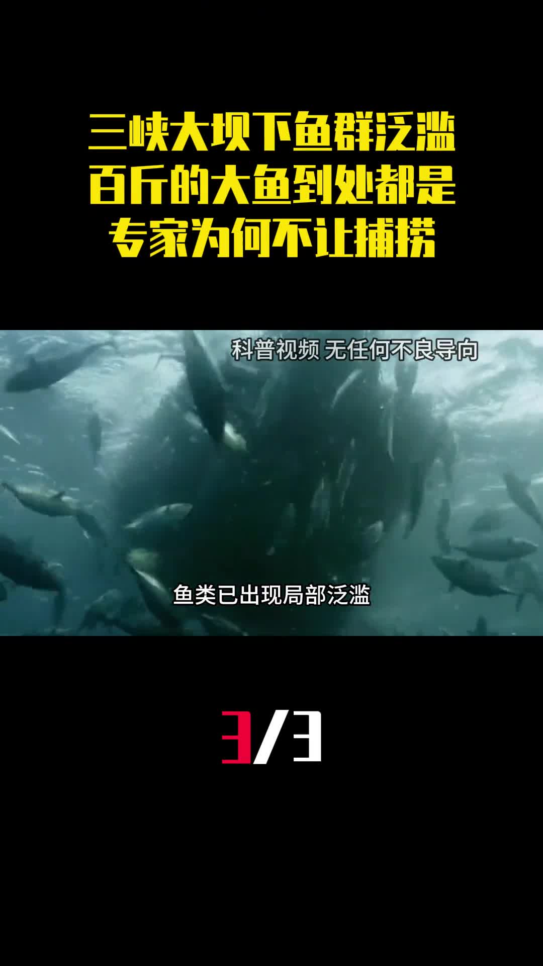 三峡大坝下鱼群泛滥百斤的大鱼到处都是专家为何不让捕捞3