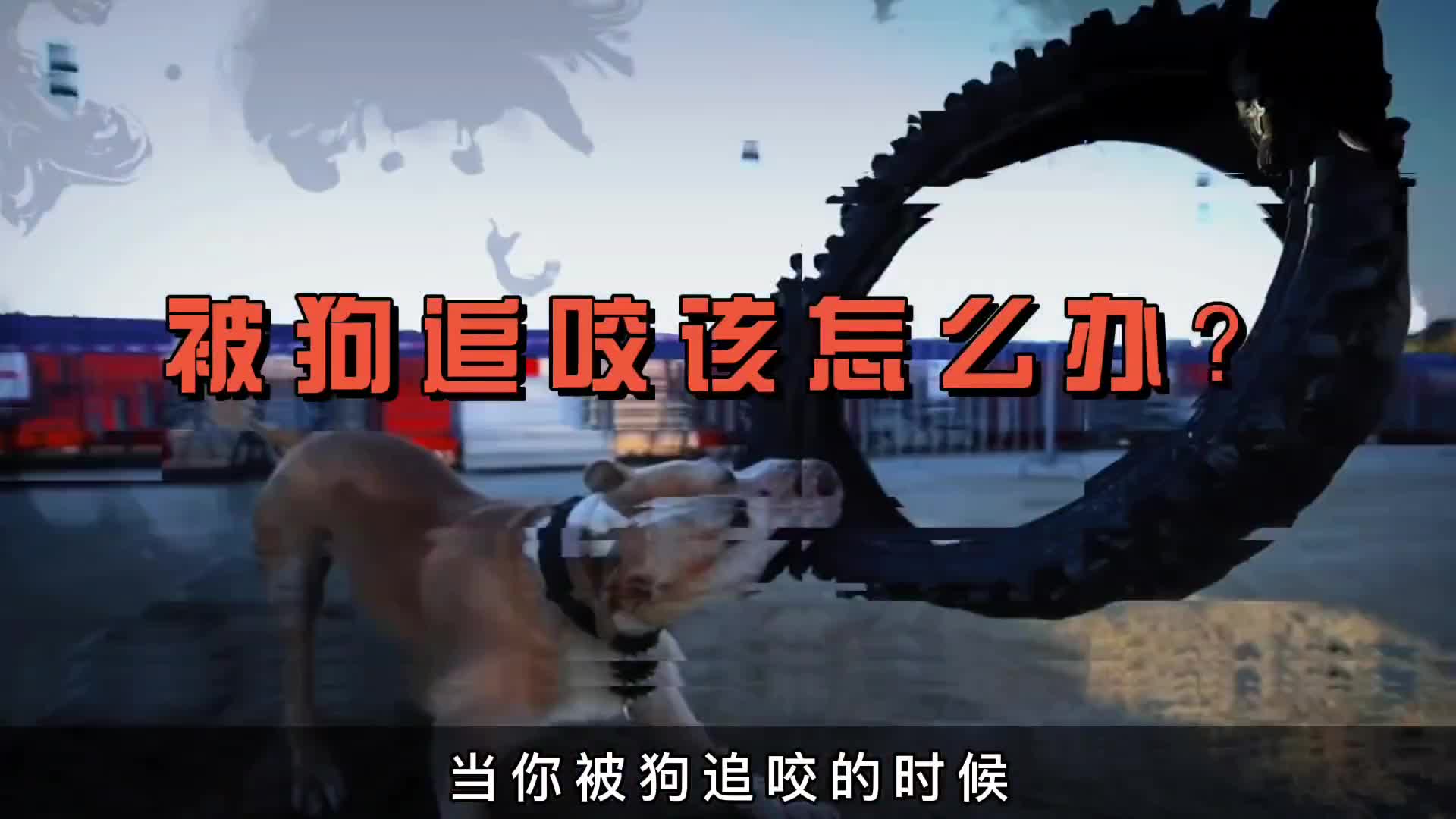 如果你被狗追咬该怎么自救方法用错只会更惨