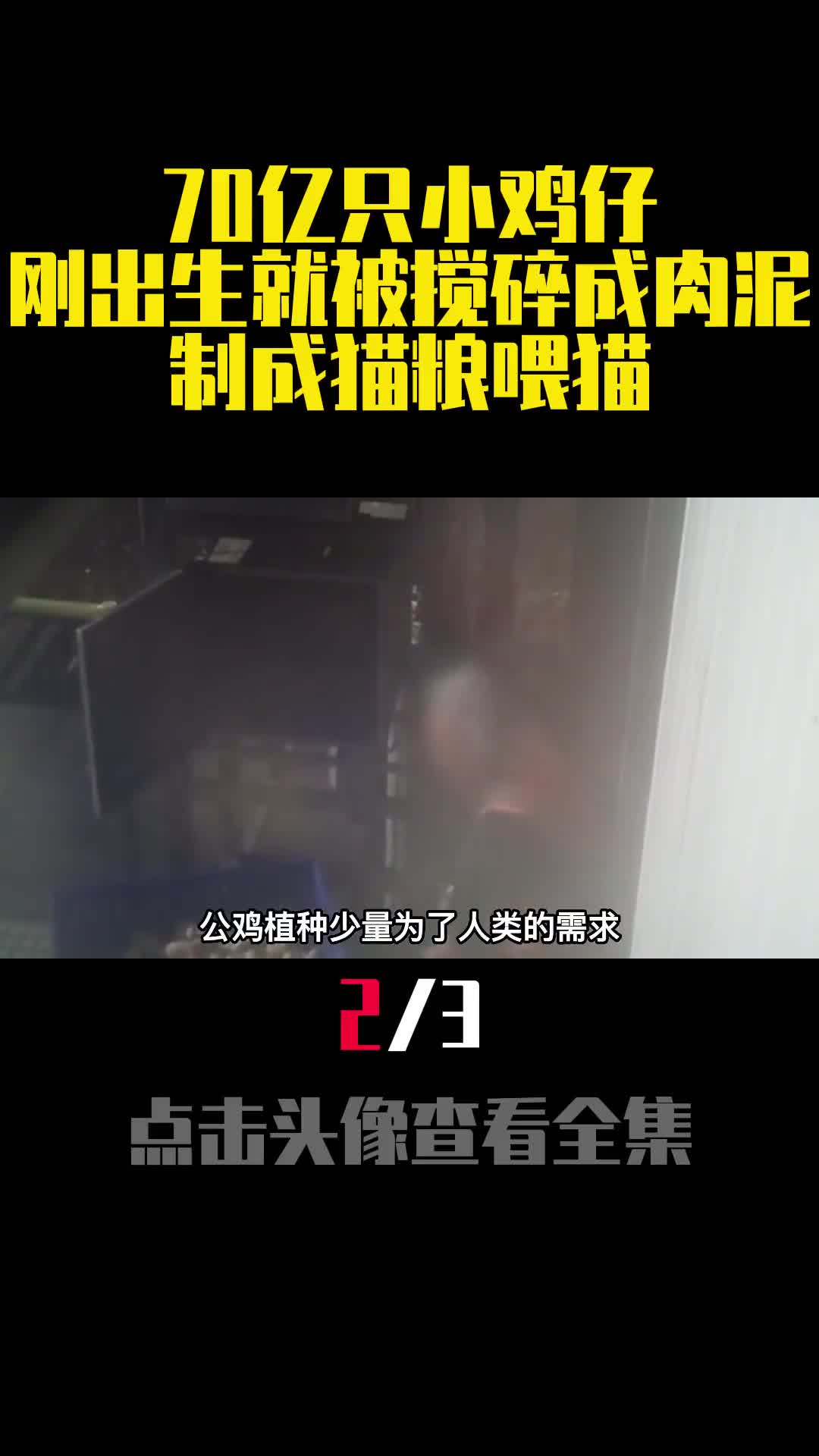 70亿只小鸡仔刚出生就被搅碎成肉泥制成猫粮喂猫2