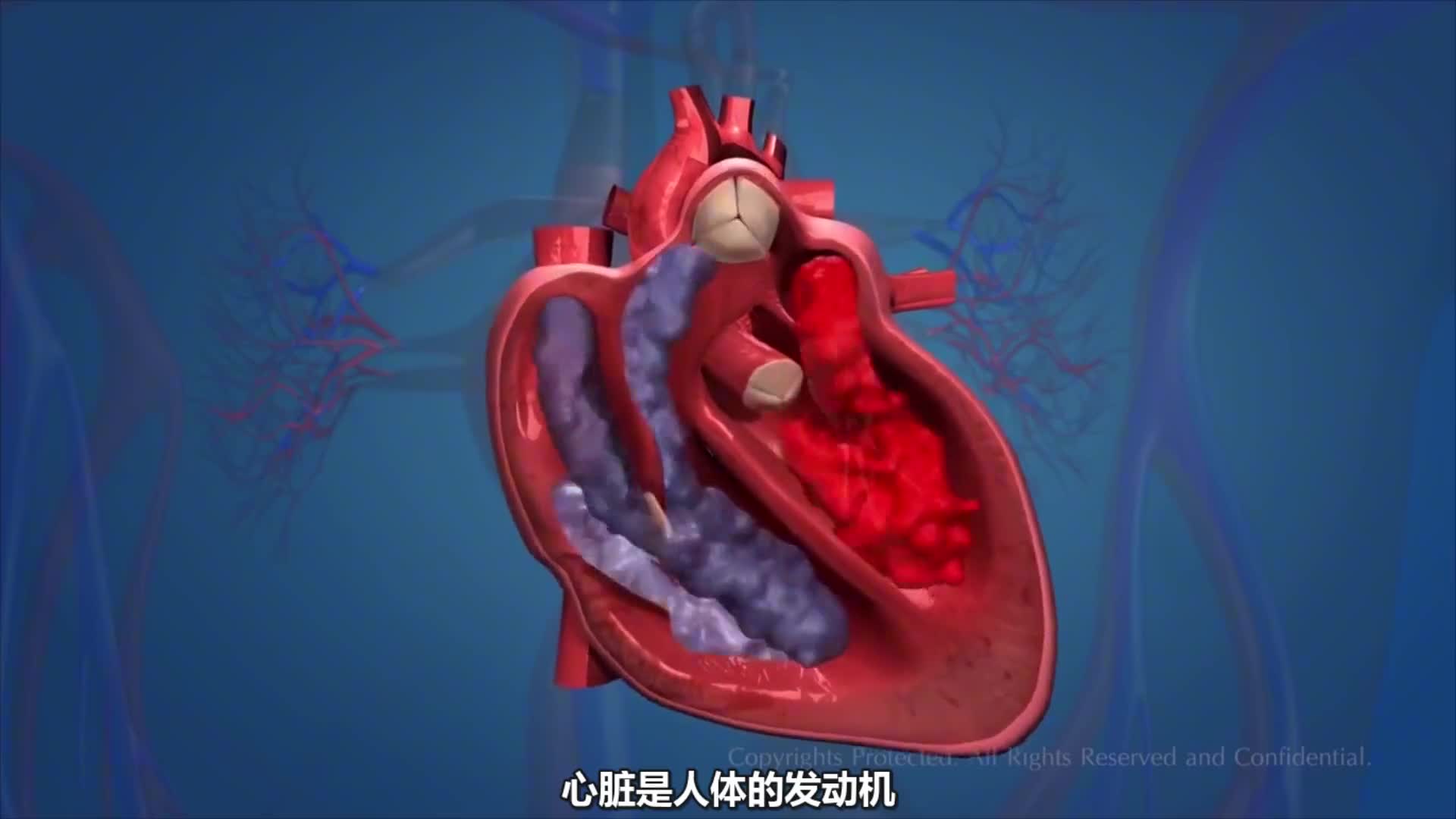 心脏是怎么工作的