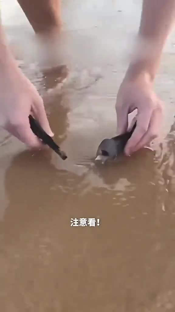 沙滩上的巨型蠕虫