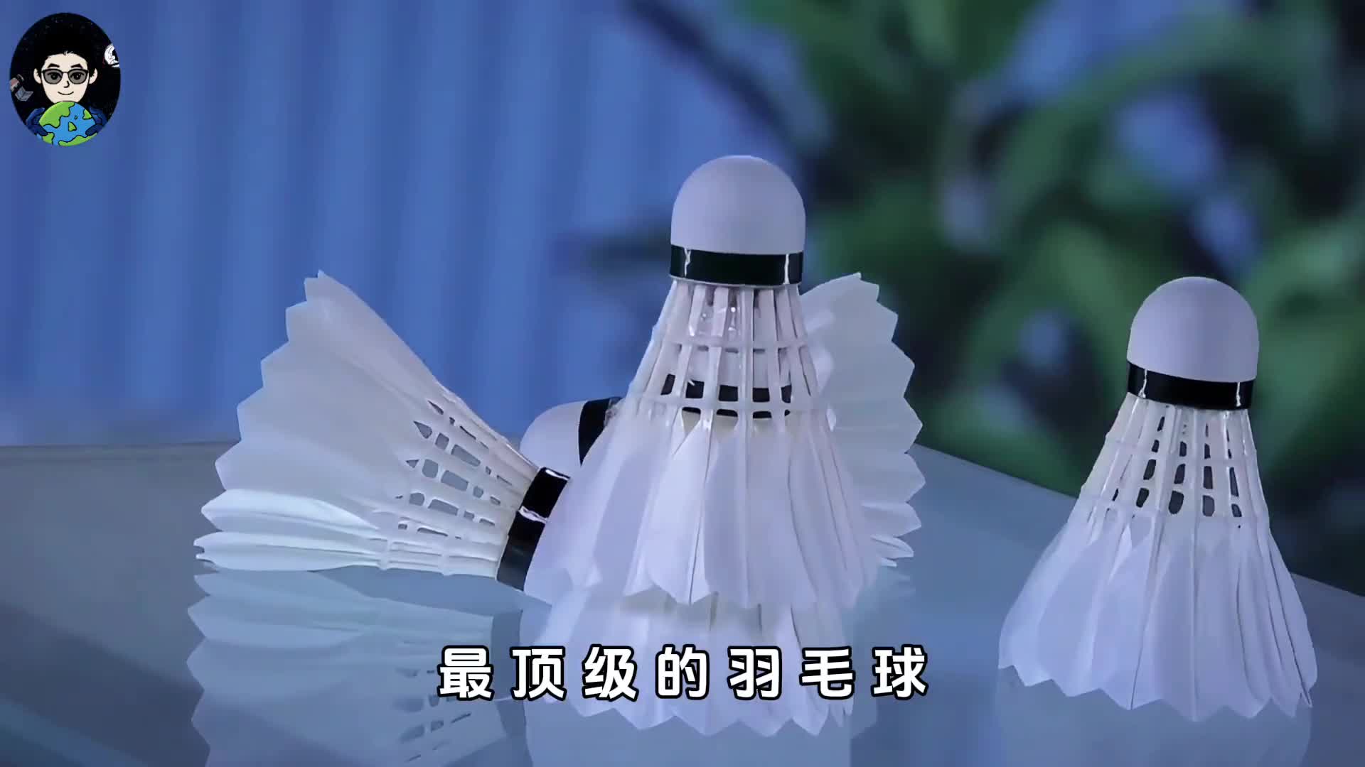 顶级羽毛球只用大鹅左翅膀中最好的一根羽毛
