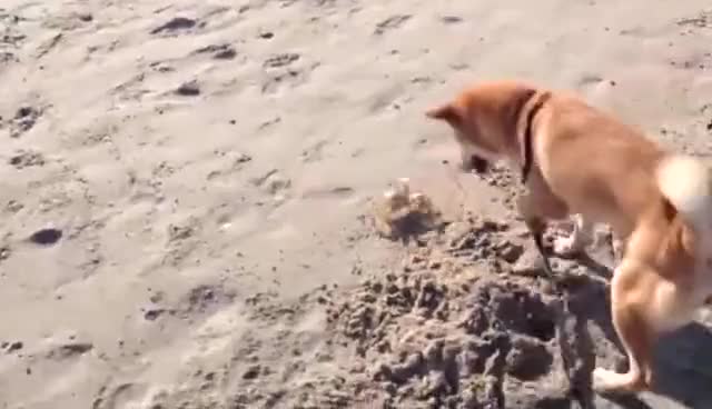 带着狗狗去海边会是神马样