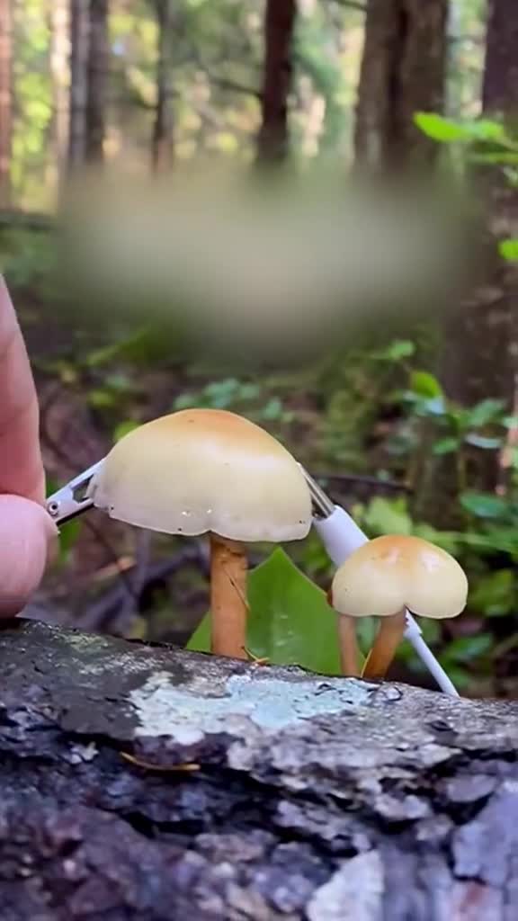 插上合成器蘑菇竟然也会唱歌