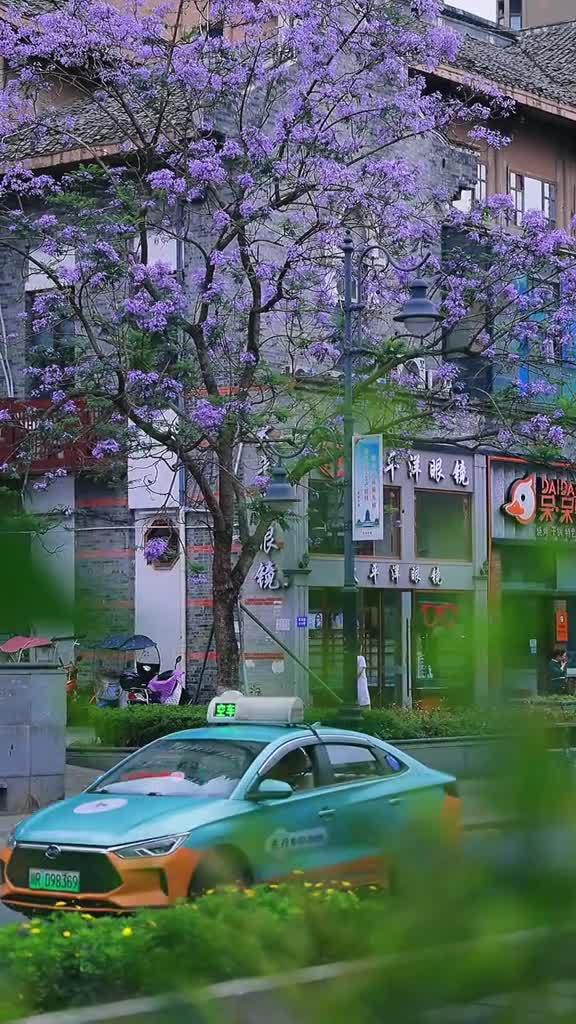 夏有约花满城五月在南充邂逅一场盛开的蓝花楹