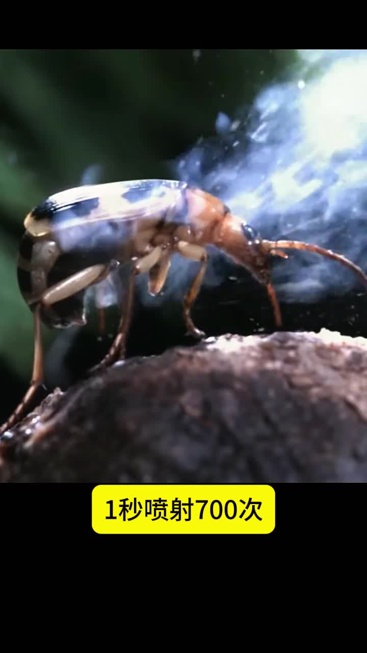 1次喷700下的动物试问没几个生物能做到