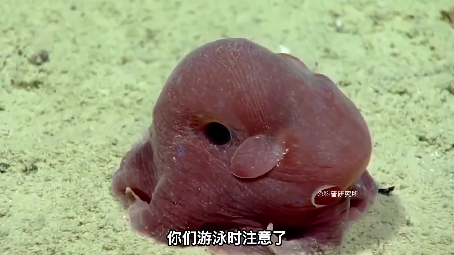 世界上最奇怪的鱼最后一个不像是地球生物四