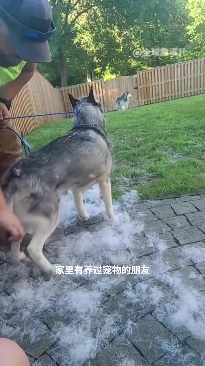 马匹刮毛一刮就脱马毛竟然还有这么多用途