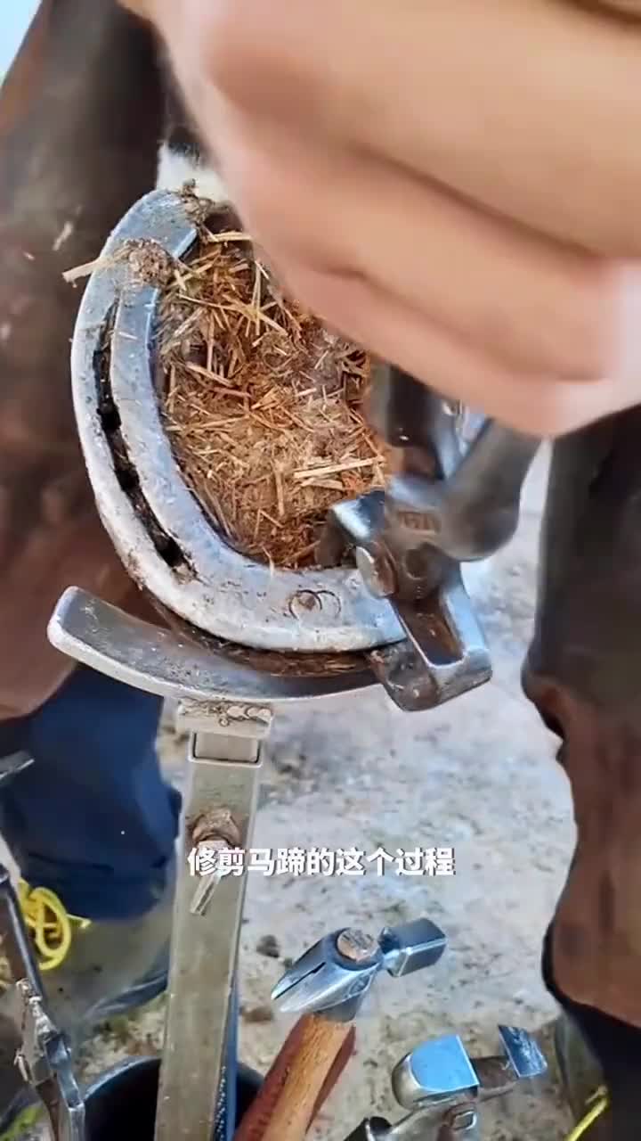 马腿上的神秘之物附蝉马的隐藏夜眼