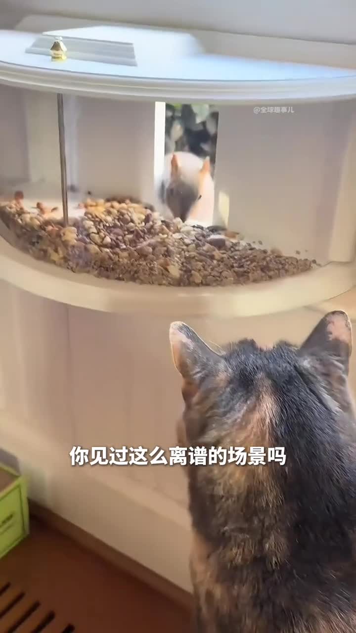 窗户上的猫咪电视这玩意儿也太上头了