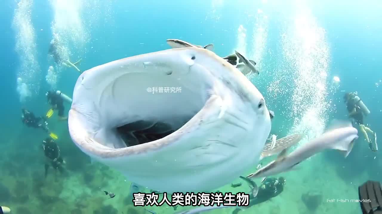 居然发现了喜欢人类的海洋生物有你认识的吗二
