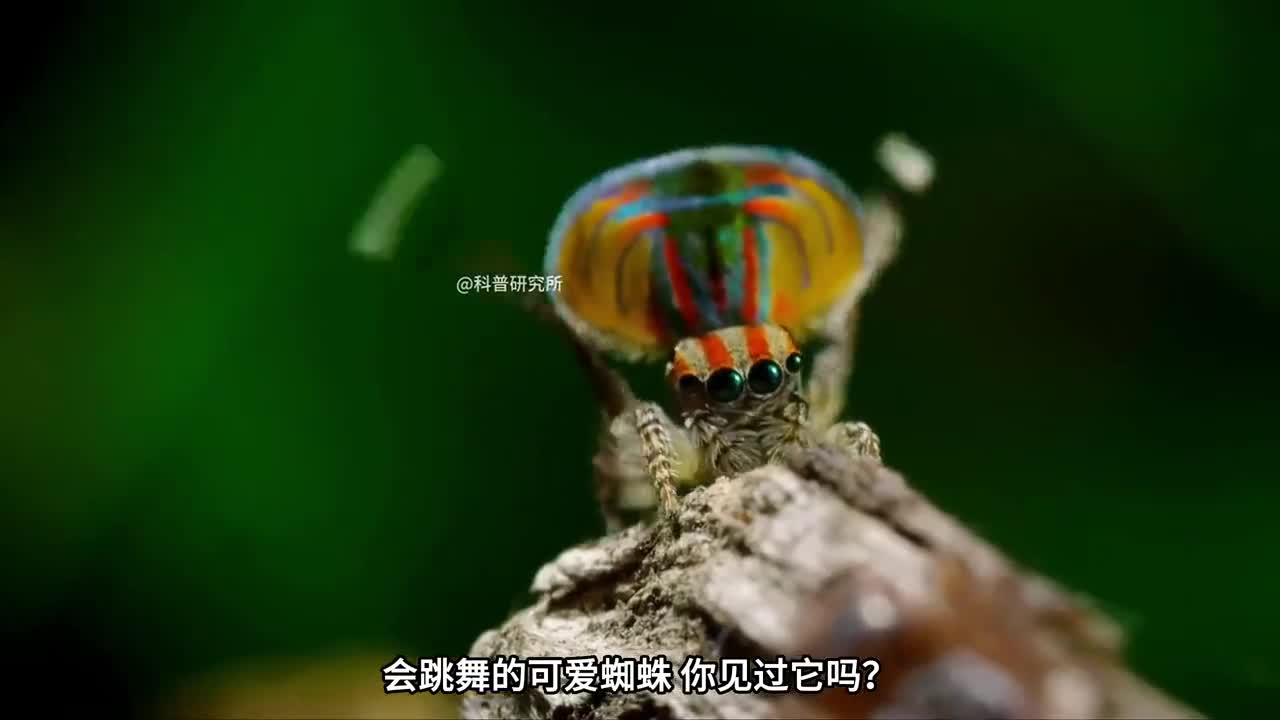 做体操的螳螂会跳舞的蜘蛛奇怪生物大盘点你见过几个二