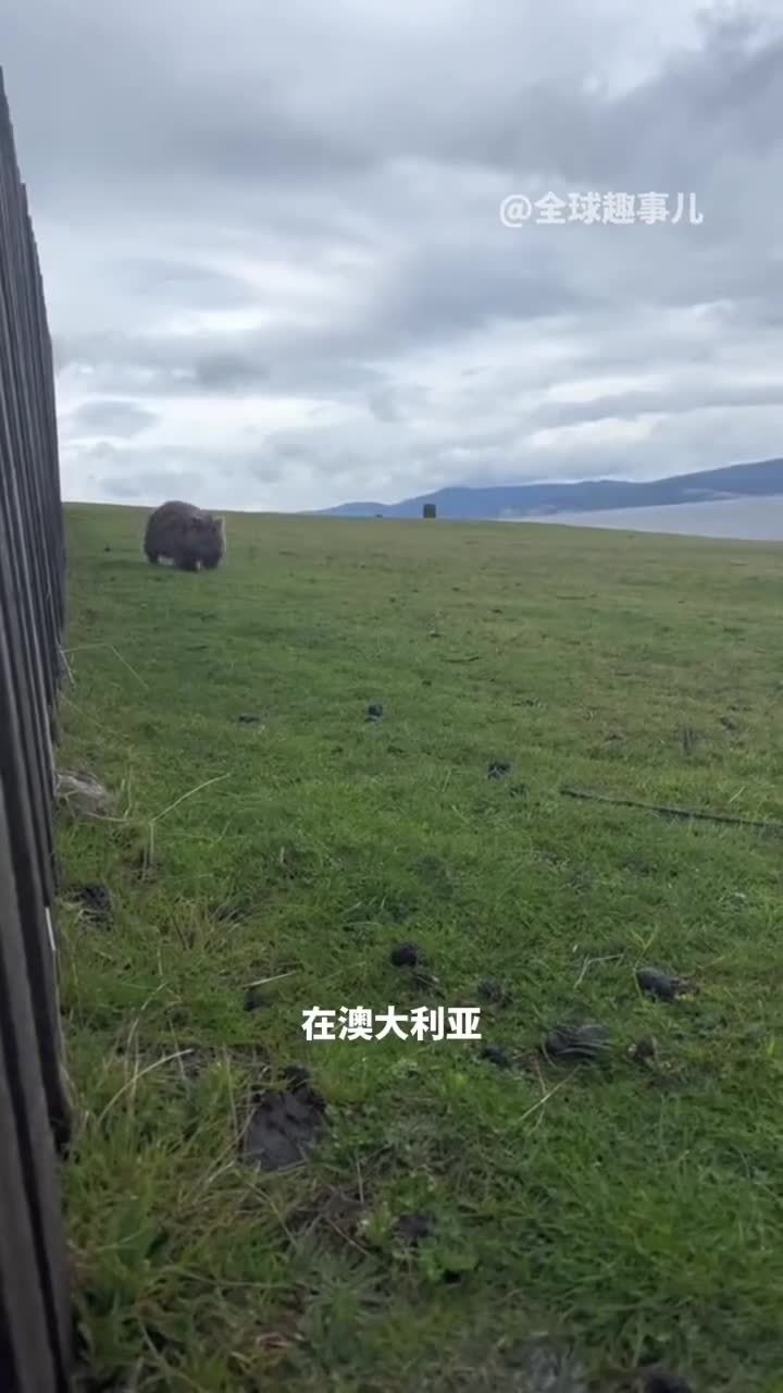 澳洲圆胖可爱的袋熊令人叹为观止的方块便便