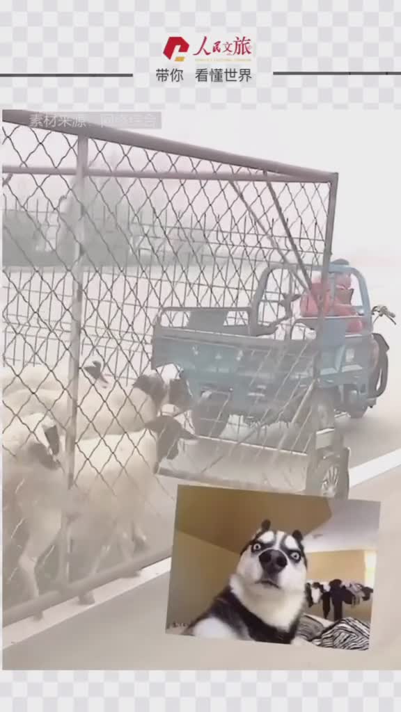 这样放的羊是没有灵魂的