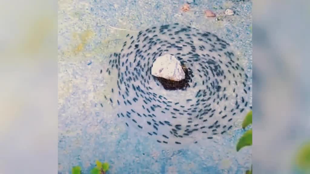 蚂蚁的死亡转圈究竟有多可怕为什么它们会有这样的行为