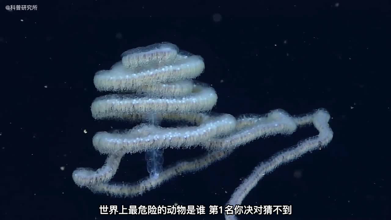 世界上最危险的十种动物最后一个你绝对意想不到一