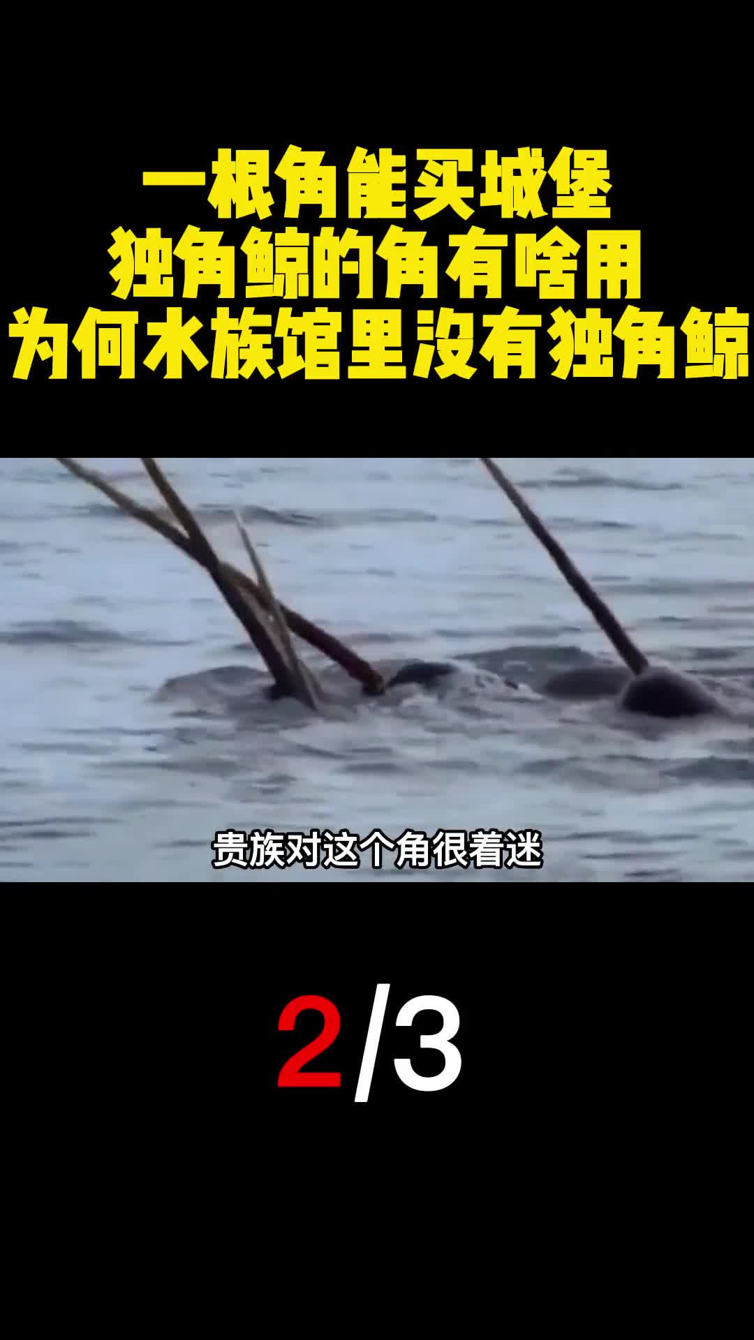一根角能买城堡独角鲸的角有啥用为何水族馆里没有独角鲸2