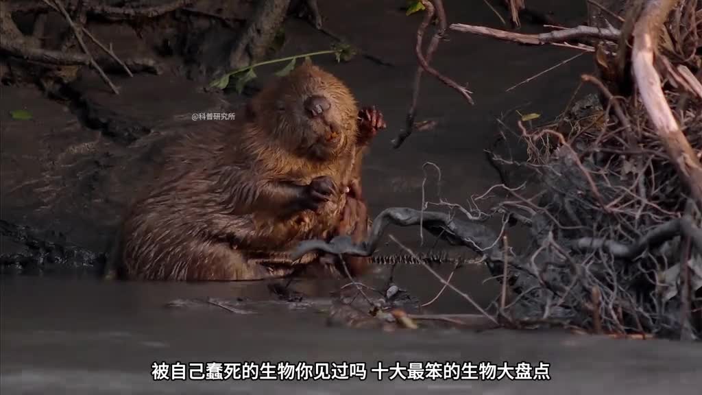 世界上最笨的十种生物智商垫底专家都急了二