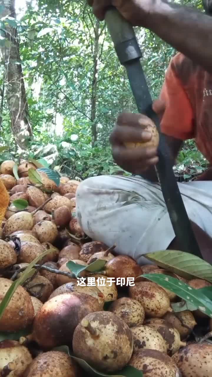 肉豆蔻的加工过程为何只取果核而丢掉果肉