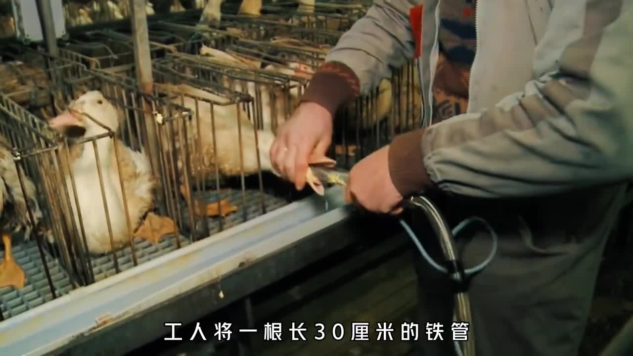 为什么鹅肝是世界上最残忍的美食它又是如何生产出来的
