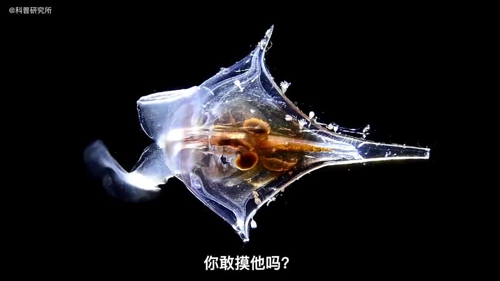 你敢摸它吗没人认识的奇怪生物三