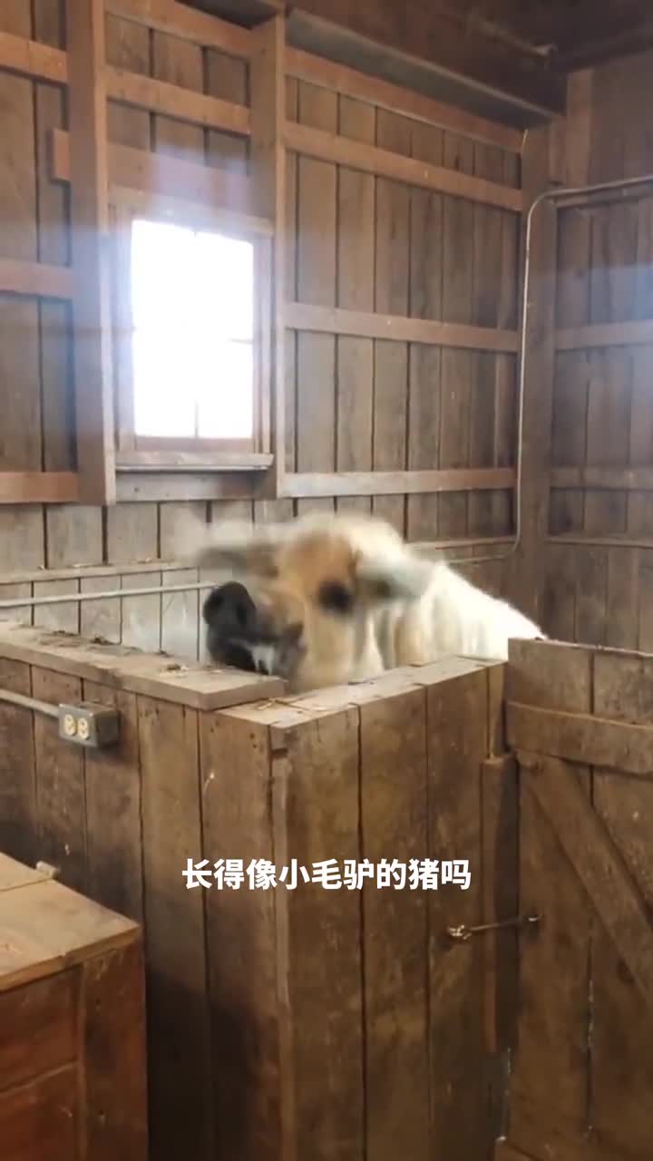 可爱到融化你心的毛绒猪曼加利察猪的独特魅力