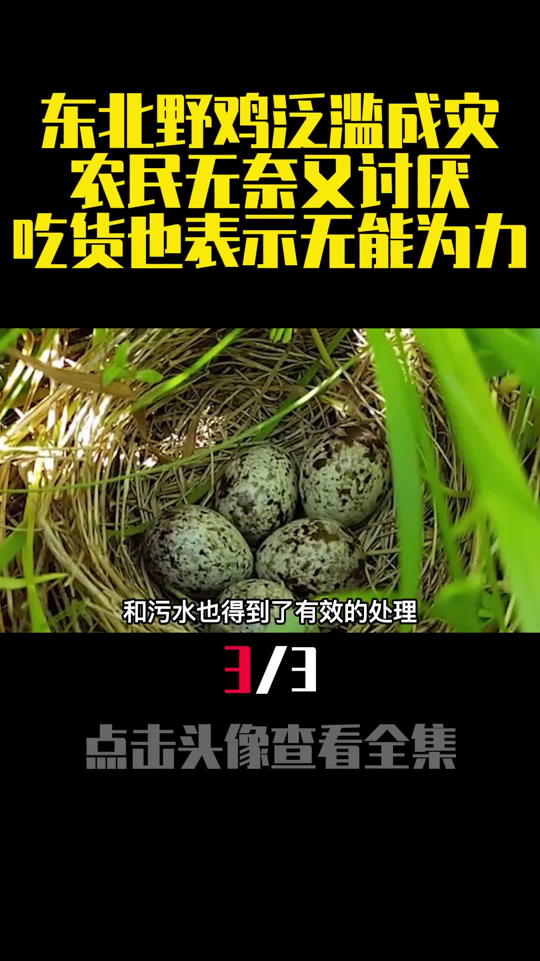 东北野鸡泛滥成灾农民无奈又讨厌吃货也表示无能为力3