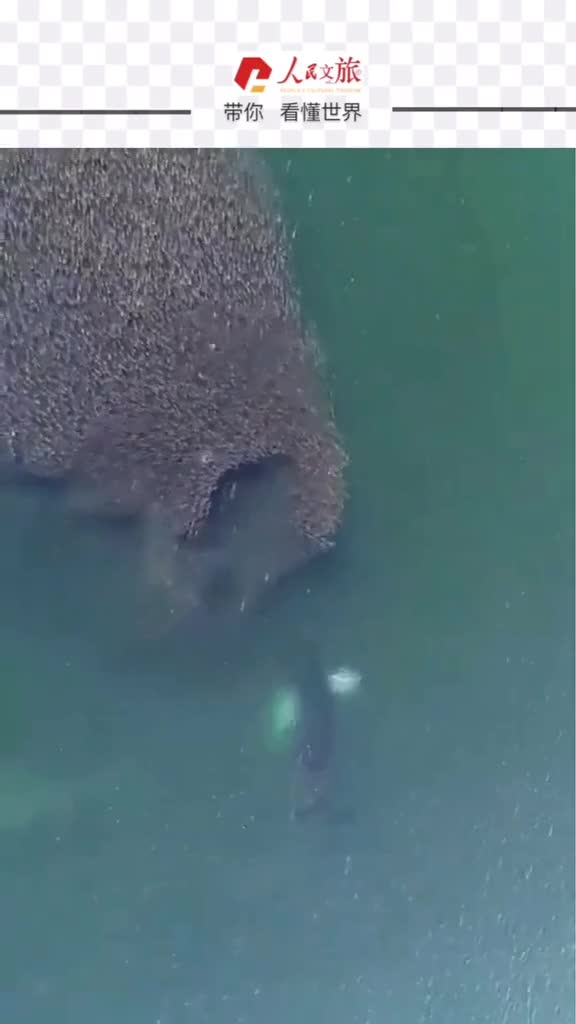 鲸的叫声神秘而有力量