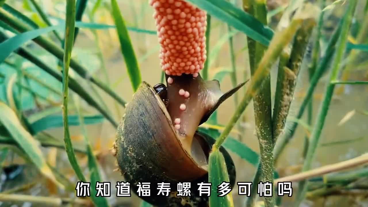 福寿螺有多可怕它和田螺如何区分切记福寿螺不可食用