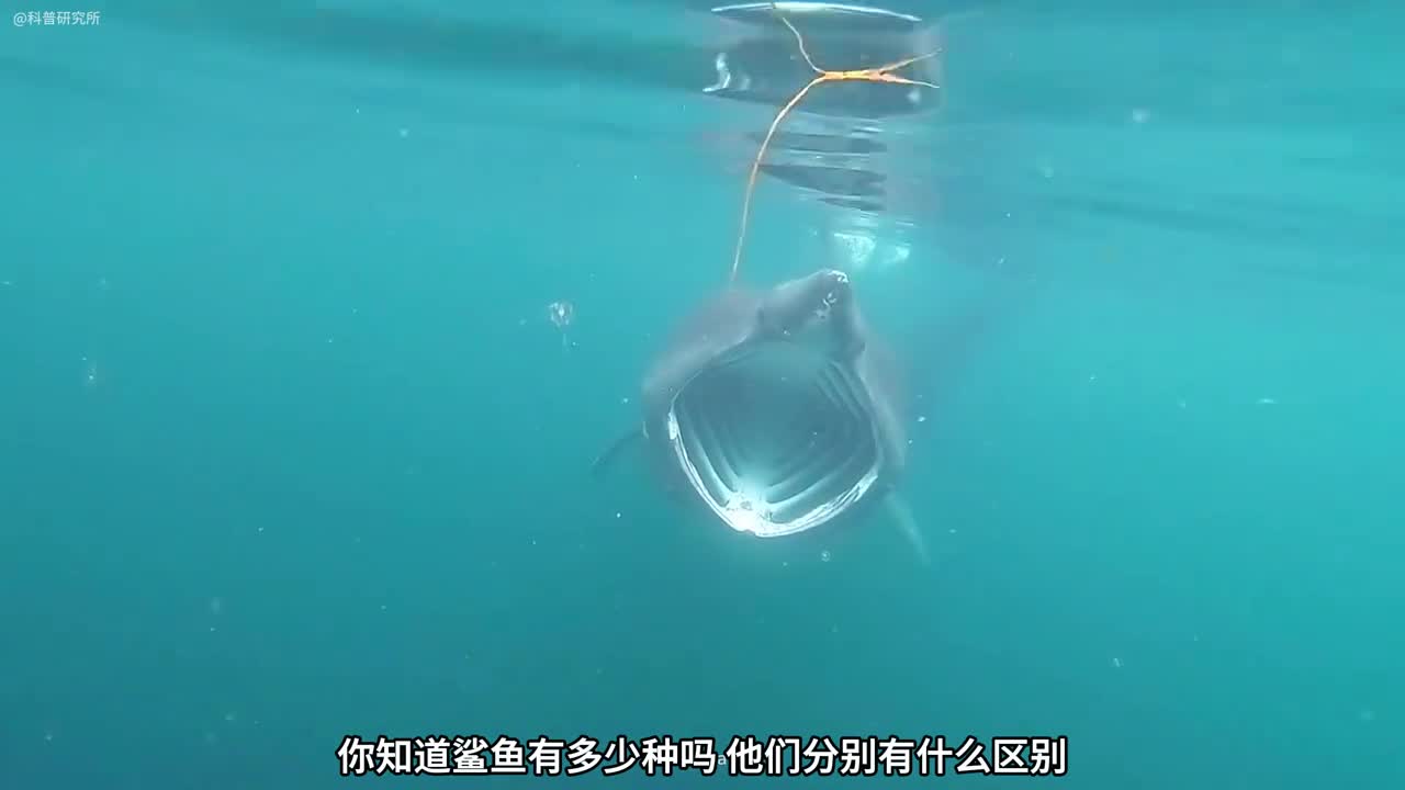 所有鲨鱼的大小排名来看看你认识几种