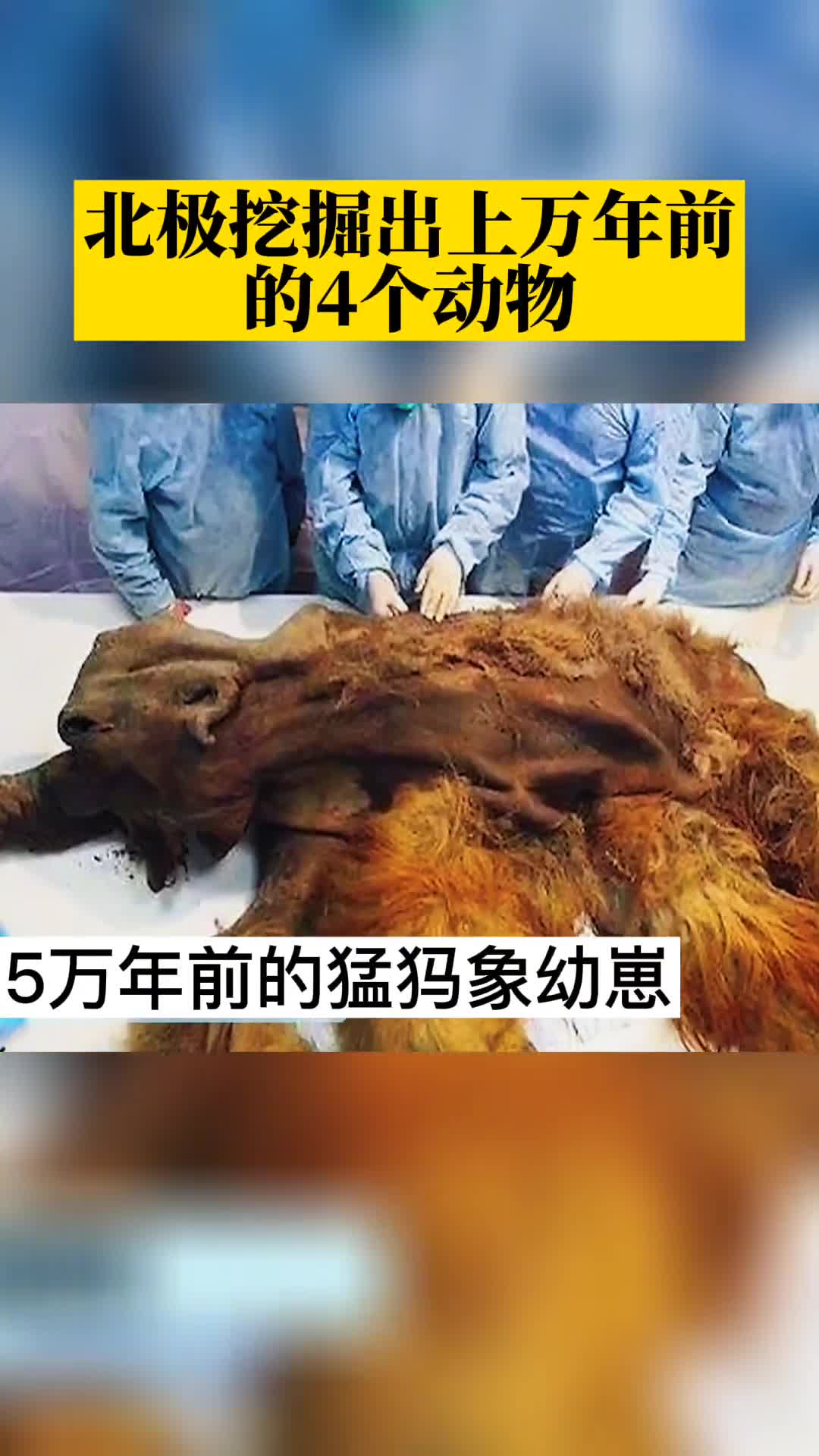 第10集北极发现的4个万年前生物