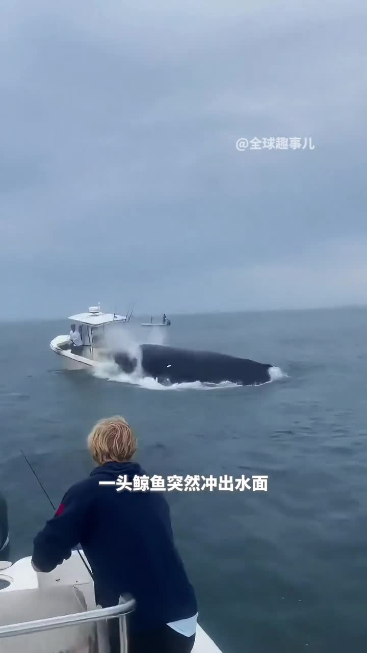 鲸鱼突破水面压垮小船这些庞然大物为何会突然冲出水面呢