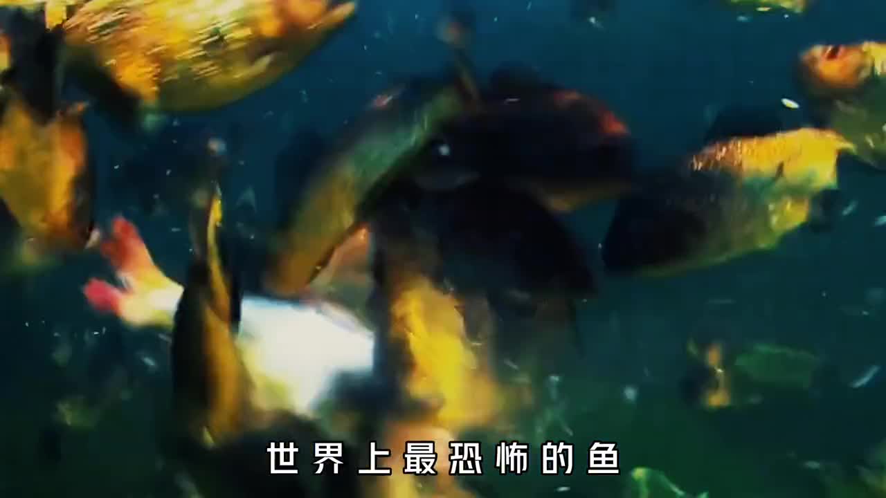 比食人鱼还可怕的牙签鱼究竟多恐怖若掉进鱼群中该怎么办