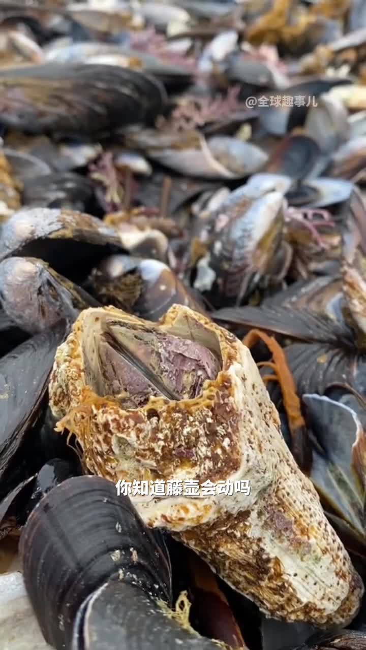藤壶不仅会动还能让鲸鱼感到无比烦恼