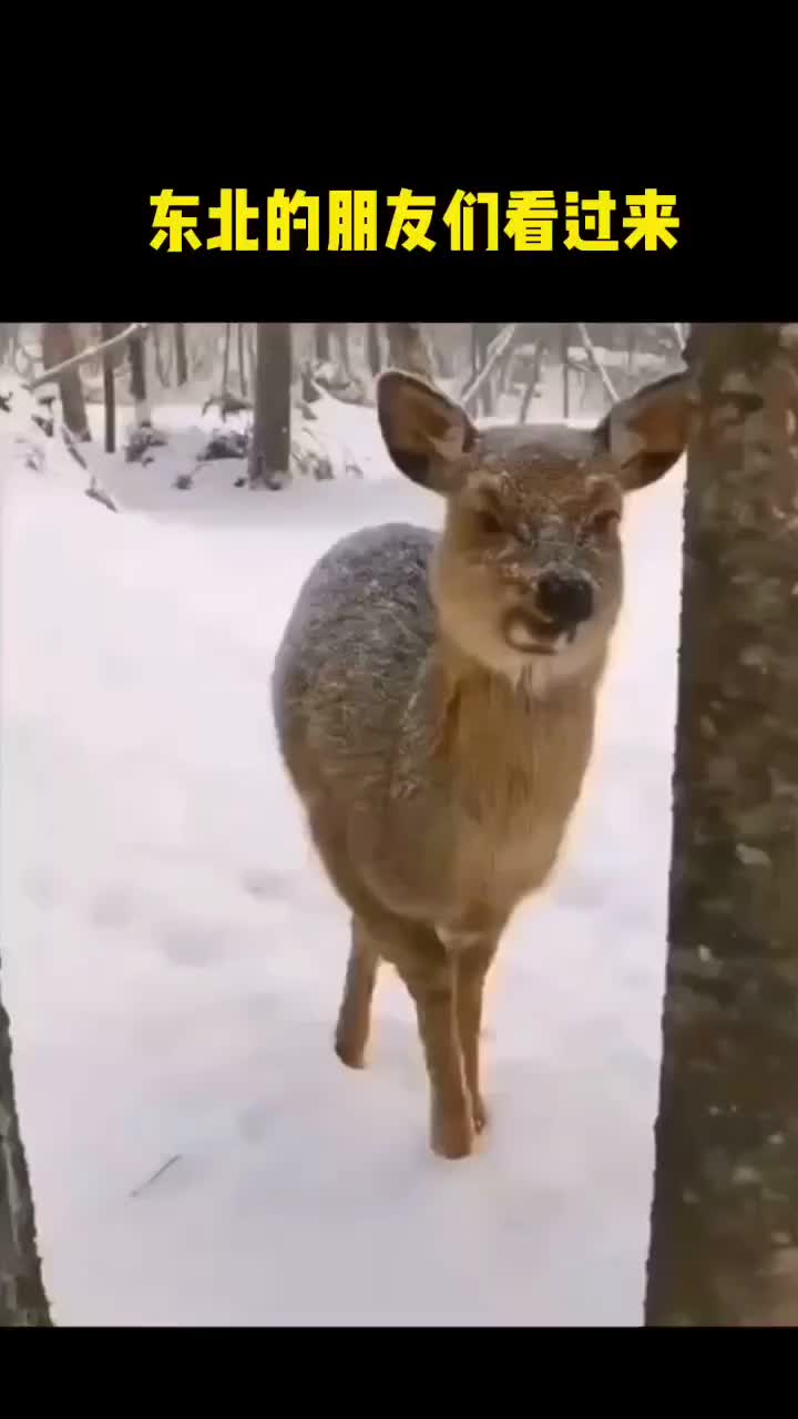 东北的朋友们请看过来有认识它的嘛