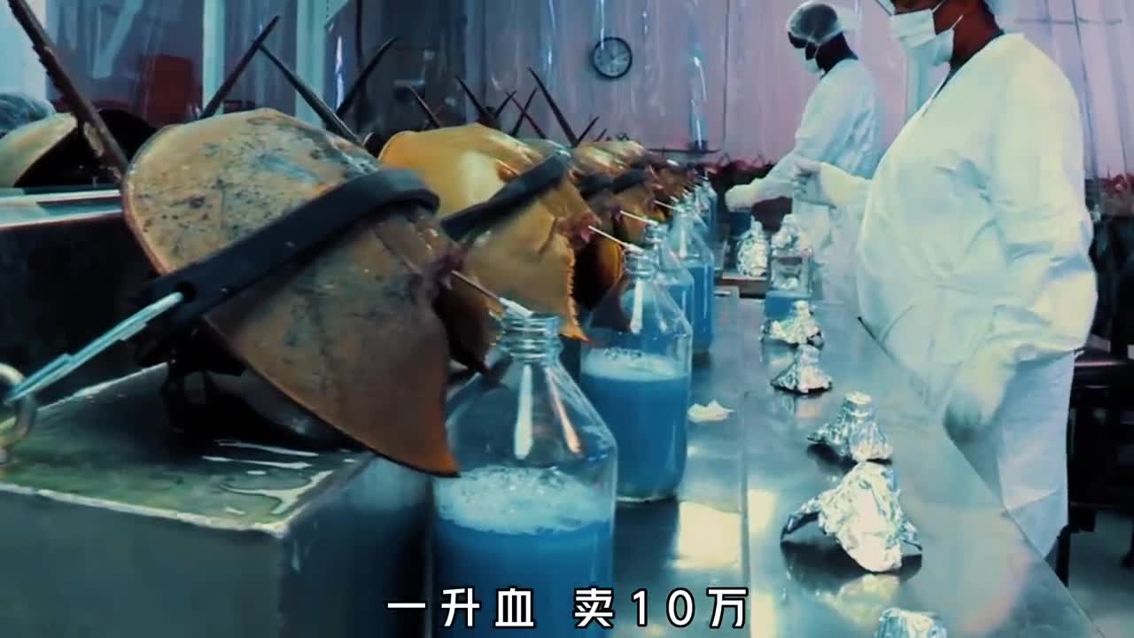 一升血卖10万进化4亿年却被抽到濒危每年我国急需20万只
