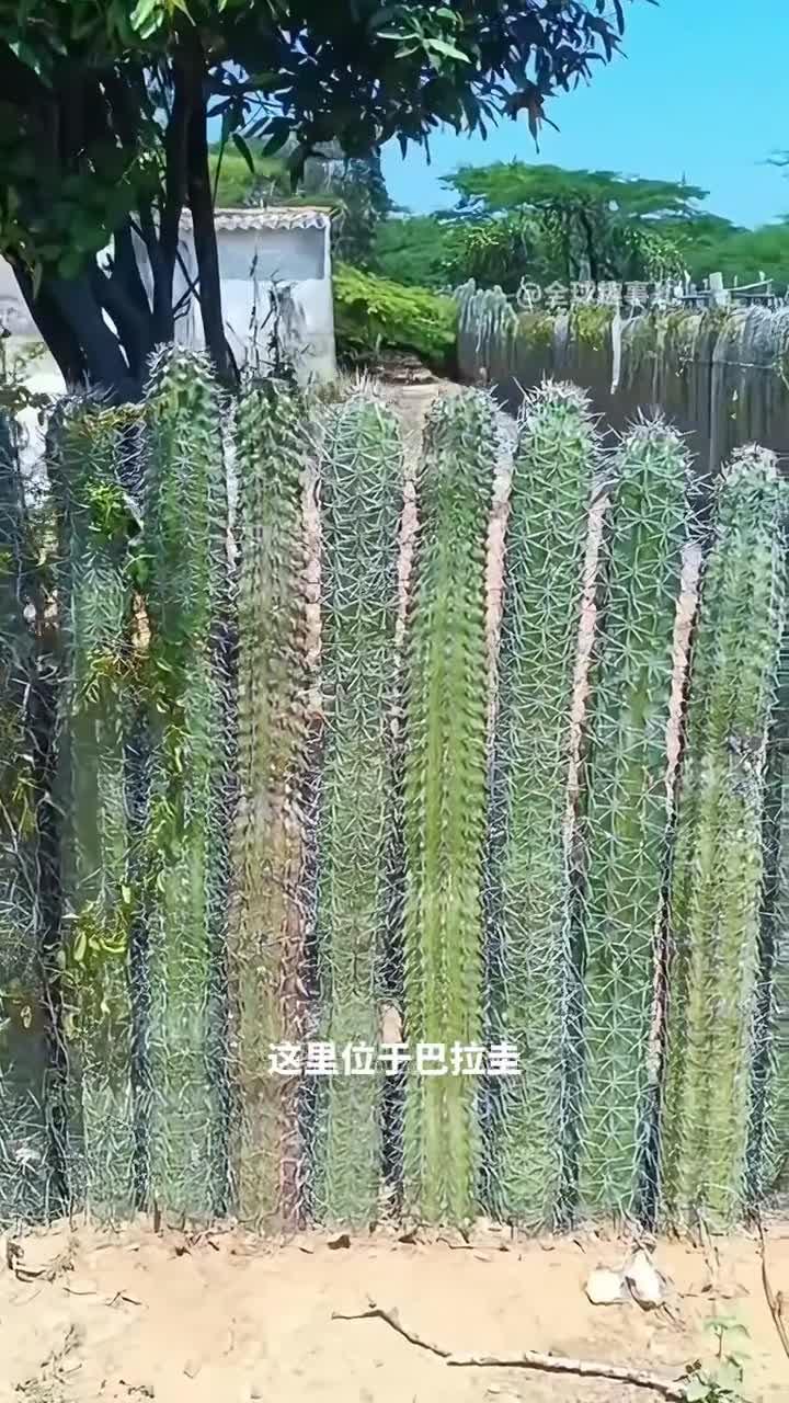 硬核仙人掌栅栏你觉得这种天然防护墙怎么样呢